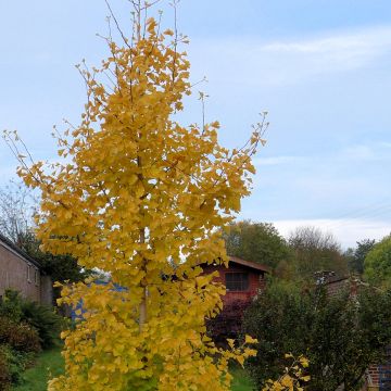 Ginkgo biloba fastigiata Gold Flame - Fächerblattbaum