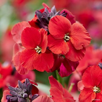 Giroflée vivace - Erysimum Colour Vibe Red