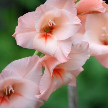 Großblütige Gladiole Apricot Beauty - Gladiolus