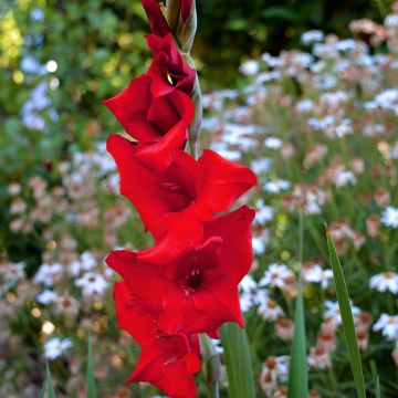 Großblütige Gladiole Tineke - Gladiolus