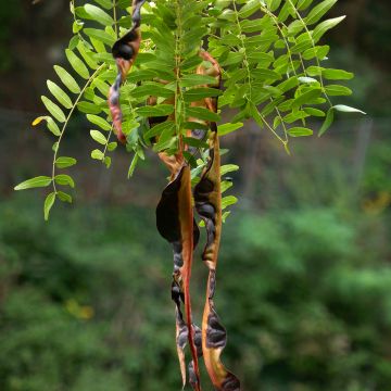 Gleditsia triacanthos f.inermis (Samen) - Gleditschie