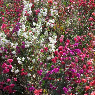 Klarkie Excellent mix (Samen) - Godetia unguiculata