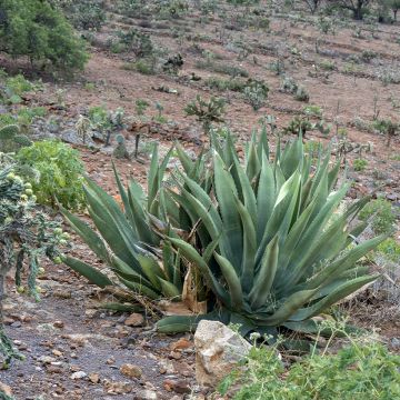 Agave salmiana  (Samen) 