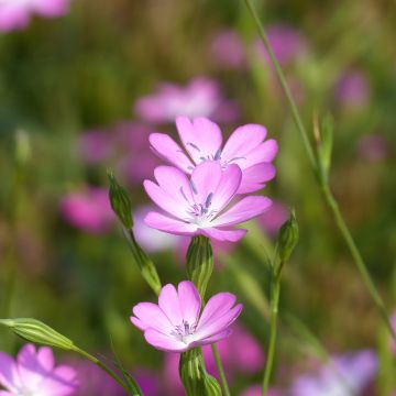 Agrostemma coeli-rosa (Samen) - Gewöhnliche Kornrade