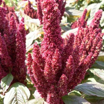 Amaranthus Pygmy Torch  Green Thumb (samen) - Garten-Fuchsschwanz
