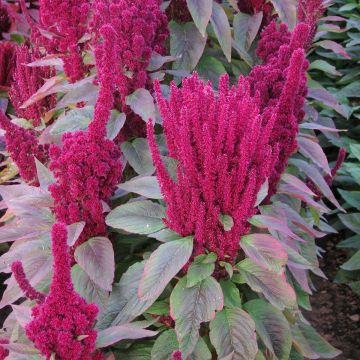 Amaranthus cruentus Red Cathedral (Samen) - Garten-Fuchsschwanz