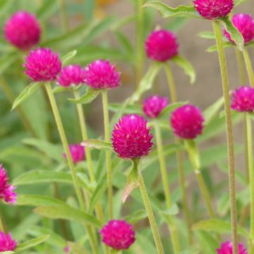 Gomphrena haageana QIS Carmine (Samen) - Kugelamarant