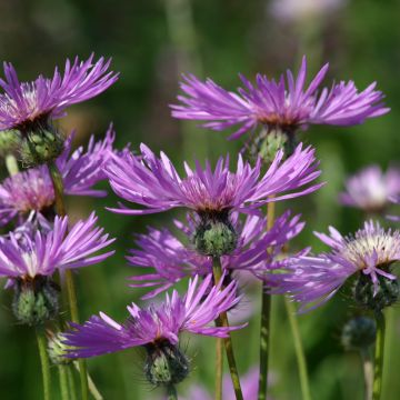 Amberboa muricata (Samen) - Stern der Wüste