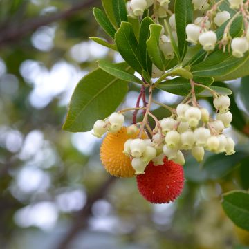 Westlicher Erdbeerbaum (Samen) - Arbutus unedo