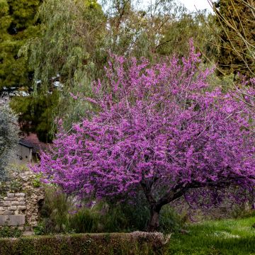 Judasbaum (Samen) - Cercis siliquastrum