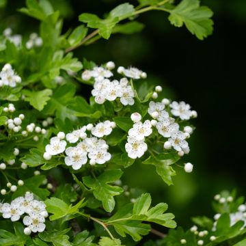 Crataegus monogyna  (Samen)  - Eingriffliger Weißdorn