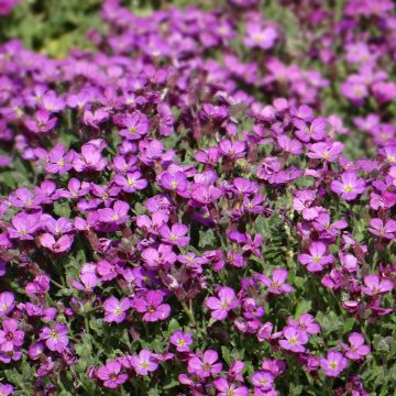 Blaukissen rosa (samen) - Aubrieta leichtlini