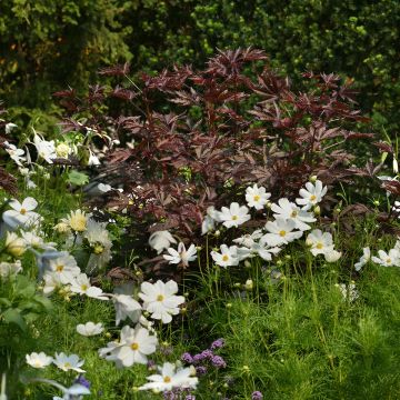 Hibiskus Mahogany Splendor (Samen) - Hibiscus acetosella
