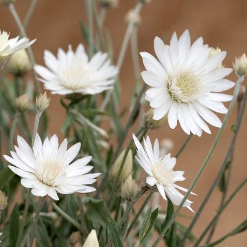 Strohblume (Samen) - Xeranthemum Superbissimum Album