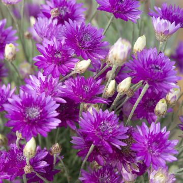 Strohblume (Samen) - Xeranthemum Superbissimum Purpureum