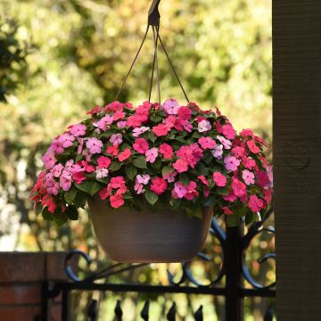 Fleißige Lieschen Beacon F1 Otway Mix (Samen) - Impatiens walleriana