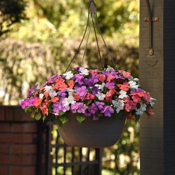 Fleißige Lieschen Beacon F1 Pearl Island Mix - Impatiens walleriana