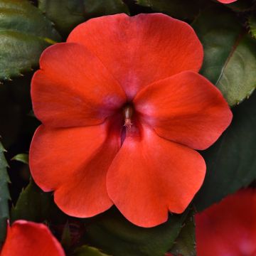 Fleißige Lieschen Solarscape Orange Burst (Samen) - Impatiens