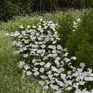 Fleißige Lieschen Solarscape White Pearl (Samen) - Impatiens