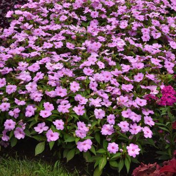 Fleißige Lieschen Solarscape XL Lilac Spark (Samen) - Impatiens
