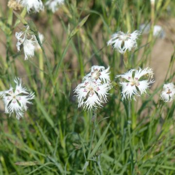 Dianthus arenarius (Samen) - Gewöhnliche Sand-Nelke