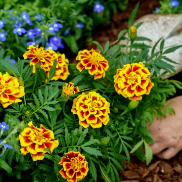 Niedrige Studenteblumen Mango Tango - Tagetes patula