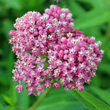 Graines d'Asclepias incarnata Rose-