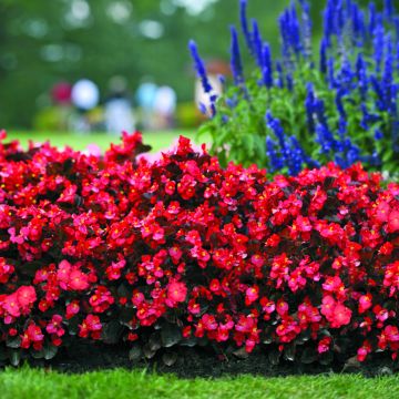 Begonie F1 Big Red Bronze Leaf (Samen) - Begonia benariensis