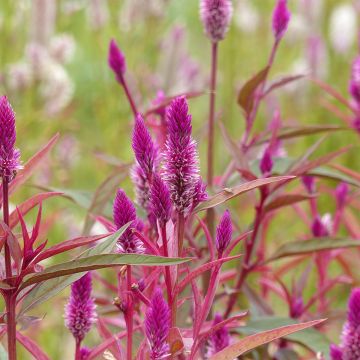 Celosia spicata Flamingo Purple (Samen) - Brandschopf
