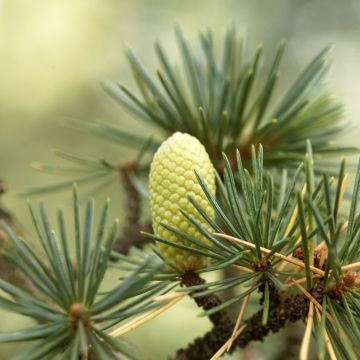 Cedrus libani (Samen) - Libanon-Zeder