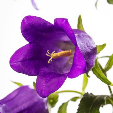 Campanule à grosses fleurs doubles - Campanula medium