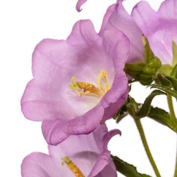 Campanule à grosses fleurs doubles - Campanula medium