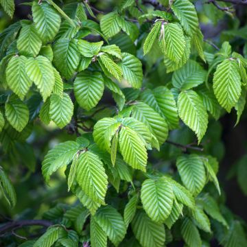 Hainbuche (Samen) - Carpinus betulus