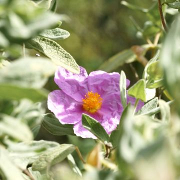 Weißliche Zistrose (Samen) - Cistus albidus
