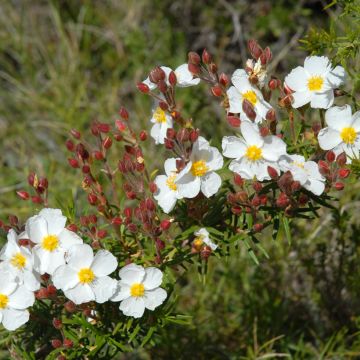 Montpellier-Zistrose (Samen) - Cistus monspeliensis