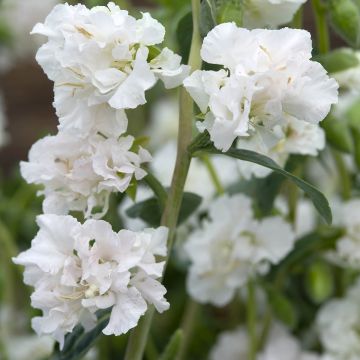 Clarkia unguiculata Albatross (Samen) - Klarkie