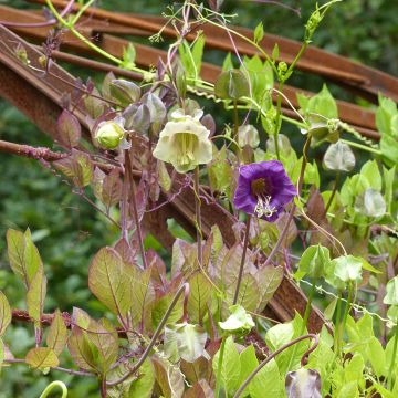 Cobaea scandens blau und weiß mix  (Samen) - Glockenrebe