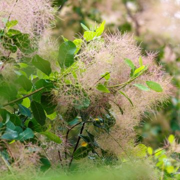 Perückenstrauch (Samen) - Cotinus coggygria