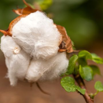 Baumwollpflanze (Samen) - Gossypium herbaceum