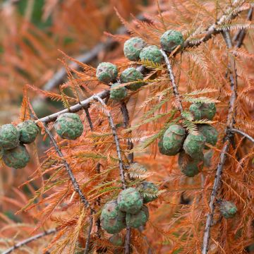 Taxodium distichum (Samen) - Sumpfzypresse