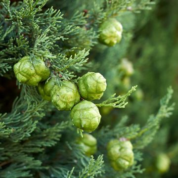 Cupressus sempervirens (Samen) - Echte-Zypresse