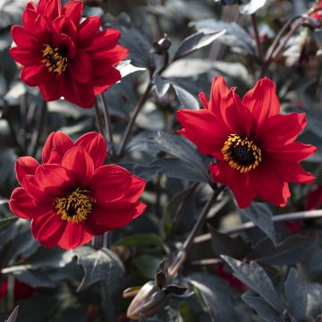 Dahlia Black Forest Ruby (Samen) - Zwerg Dahlie