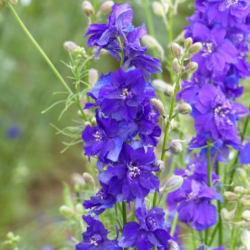 Delphinium Imperial QIS Dark Blue (Samen) - Garten-Rittersporn