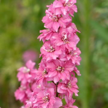 Delphinium Imperial QIS Salmon Pink (Samen) - Garten-Rittersporn