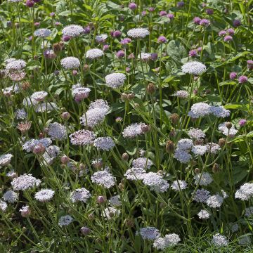 Trachymene coerulea Lace Heavenly Umbels (Samen) - Blaudolde