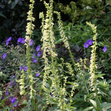 Digitalis lutea (Samen) - Kleinblütiger Fingerhut