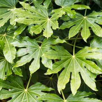 Fatsia japonica (Samen) - Zimmeraralie
