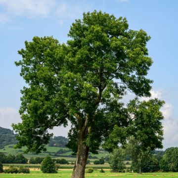 Gemeine Esche (Samen) - Fraxinus excelsior