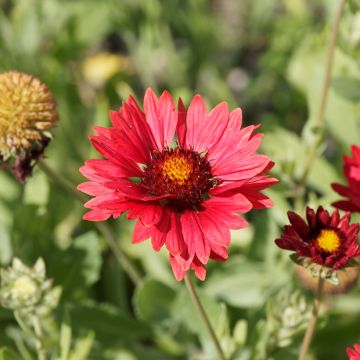 Kokardenblume Burgunder (Samen) - Gaillardia grandiflora