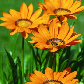 Gazania Zany F1 Orange (Samen) - Gazanie